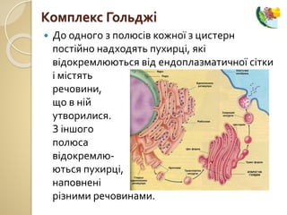  До одного з полюсів кожної з цистерн
постійно надходять пухирці, які
відокремлюються від ендоплазматичної сітки
і містять
речовини,
що в ній
утворилися.
З іншого
полюса цистерн
відокремлю-
ються пухирці,
наповнені
різними речовинами.
Комплекс Гольджі
 