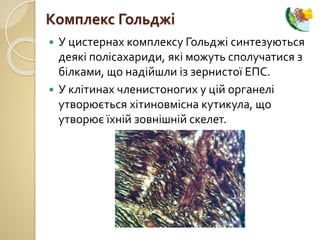  У цистернах комплексу Гольджі синтезуються
деякі полісахариди, які можуть сполучатися з
білками, що надійшли із зернистої ЕПС.
 У клітинах членистоногих у цій органелі
утворюється хітиновмісна кутикула, що
утворює їхній зовнішній скелет.
Комплекс Гольджі
 