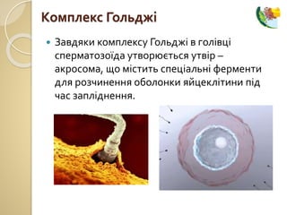  Завдяки комплексу Гольджі в голівці
сперматозоїда утворюється утвір –
акросома, що містить спеціальні ферменти
для розчинення оболонки яйцеклітини під
час запліднення.
Комплекс Гольджі
 