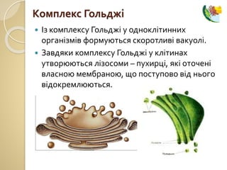  Із комплексу Гольджі у одноклітинних
організмів формуються скоротливі вакуолі.
 Завдяки комплексу Гольджі у клітинах
утворюються лізосоми – пухирці, які оточені
власною мембраною, що поступово від нього
відокремлюються.
Комплекс Гольджі
 