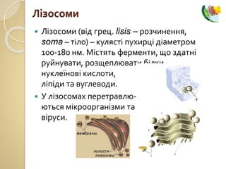  Лізосоми (від грец. lisis – розчинення,
soma – тіло) – кулясті пухирці діаметром
100-180 нм. Містять ферменти, що здатні
руйнувати, розщеплювати білки,
нуклеїнові кислоти,
ліпіди та вуглеводи.
 У лізосомах перетравлю-
ються мікроорганізми та
віруси.
Лізосоми
 