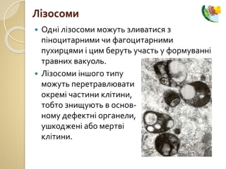  Одні лізосоми можуть зливатися з
піноцитарними чи фагоцитарними
пухирцями і цим беруть участь у формуванні
травних вакуоль.
 Лізосоми іншого типу
можуть перетравлювати
окремі частини клітини,
тобто знищують в основ-
ному дефектні органели,
ушкоджені або мертві
клітини.
Лізосоми
 