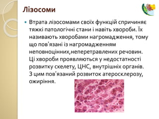  Втрата лізосомами своїх функцій спричиняє
тяжкі патологічні стани і навіть хвороби. Їх
називають хворобами нагромадження, тому
що пов’язані із нагромадженням
неповноцінних,неперетравлених речовин.
Ці хвороби проявляються у недостатності
розвитку скелету, ЦНС, внутрішніх органів.
З цим пов’язаний розвиток атеросклерозу,
ожиріння.
Лізосоми
 