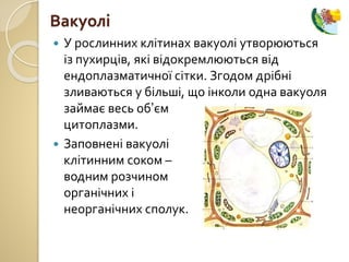  У рослинних клітинах вакуолі утворюються
із пухирців, які відокремлюються від
ендоплазматичної сітки. Згодом дрібні
зливаються у більші, що інколи одна вакуоля
займає весь об’єм
цитоплазми.
 Заповнені вакуолі
клітинним соком –
водним розчином
органічних і
неорганічних сполук.
Вакуолі
 