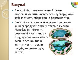  Вакуолі підтримують певний рівень
внутрішньоклітинного тиску – тургору, чим і
забезпечують збереження форми клітин.
 Вакуолі містять запасні поживні речовини,
кінцеві продукти обміну, також пігменти.
Різнобарвні пігменти,
розчинені у клітинному
соку, зумовлюють забар-
влення певних типів
клітин і частин рослин –
плодів, коренеплодів,
квіток.
Вакуолі
 