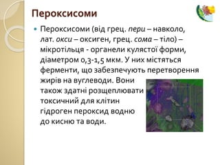  Пероксисоми (від грец. пери – навколо,
лат. окси – оксиген, грец. сома – тіло) –
мікротільця - органели кулястої форми,
діаметром 0,3-1,5 мкм. У них містяться
ферменти, що забезпечують перетворення
жирів на вуглеводи. Вони
також здатні розщеплювати
токсичний для клітин
гідроген пероксид водню
до кисню та води.
Пероксисоми
 