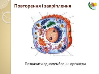 Повторення і закріплення
Позначити одномембранні органели
 