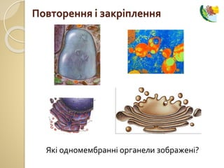 Повторення і закріплення
Які одномембранні органели зображені?
 