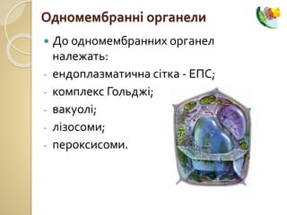  До одномембранних органел
належать:
- ендоплазматична сітка - ЕПС;
- комплекс Гольджі;
- вакуолі;
- лізосоми;
- пероксисоми.
Одномембранні органели
 