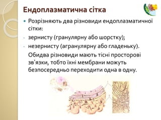  Розрізняють два різновиди ендоплазматичної
сітки:
- зернисту (гранулярну або шорстку);
- незернисту (агранулярну або гладеньку).
Обидва різновиди мають тісні просторові
зв’язки, тобто їхні мембрани можуть
безпосередньо переходити одна в одну.
Ендоплазматична сітка
 