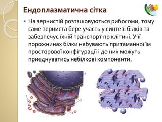 На зернистій розташовуються рибосоми, тому
саме зерниста бере участь у синтезі білків та
забезпечує їхній транспорт по клітині. У її
порожнинах білки набувають притаманної їм
просторової конфігурації і до них можуть
приєднуватись небілкові компоненти.
Ендоплазматична сітка
 
