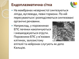  На мамбранах незернистої синтезуються
ліпіди, вуглеводи, певні гормони. По ній
пересуваються і розподіляються синтезовані
органічні речовини.
 Наприклад, у порожнинах
ЕПС печінки накопичуються
і знешкоджуються отрути.
Порожнини ЕПС у м’язових
клітинах, залозистому
епітелії та нейронах слугують як депо
Кальцію.
Ендоплазматична сітка
 