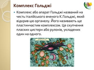  Комплекс або апарат Гольджі названий на
честь італійського вченого К.Гольджі, який
відкрив цю органелу. Його називають ще
пластинчастим комплексом. Це скупчення
пласких цистерн або рулонів, укладених
один на одного.
Комплекс Гольджі
 