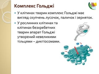  У клітинах тварин комплекс Гольджі має
вигляд скупчень лусочок, паличок і зерняток.
 У рослинних клітинах та
клітинах безхребетних
тварин апарат Гольджі
утворений невеликими
тільцями – диктіосомами.
Комплекс Гольджі
 