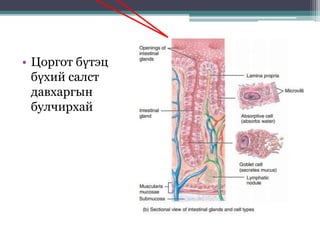 • Цоргот бүтэц
бүхий салст
давхаргын
булчирхай
 