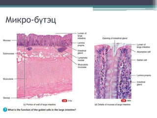 Микро-бүтэц
 