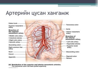 Артерийн цусан хангамж
 