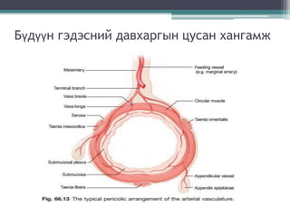 Бүдүүн гэдэсний давхаргын цусан хангамж
 