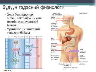 Бүдүүн гэдэсний физиологи
• Хоол боловсруулах
эрхтэн тогтолцоо нь маш
нарийн зохицуулгатай
байдаг.
• Үүний нэг нь шингэний
тэнцвэрт байдал
 