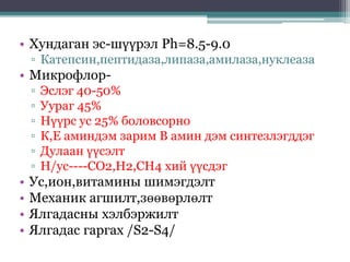 • Хундаган эс-шүүрэл Ph=8.5-9.0
▫ Катепсин,пептидаза,липаза,амилаза,нуклеаза
• Микрофлор-
▫ Эслэг 40-50%
▫ Уураг 45%
▫ Нүүрс ус 25% боловсорно
▫ К,Е аминдэм зарим В амин дэм синтезлэгддэг
▫ Дулаан үүсэлт
▫ Н/ус----СО2,Н2,СН4 хий үүсдэг
• Ус,ион,витамины шимэгдэлт
• Механик агшилт,зөөвөрлөлт
• Ялгадасны хэлбэржилт
• Ялгадас гаргах /S2-S4/
 