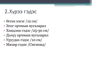 2.Хүрээ гэдэс
• Өгсөх хэсэг /12 см/
• Элэг орчмын нугаларал
• Хөндлөн гэдэс /25-30 см/
• Дэлүү орчмын нугаларал
• Уруудах гэдэс /10 см/
• Махир гэдэс /Сигмоид/
 