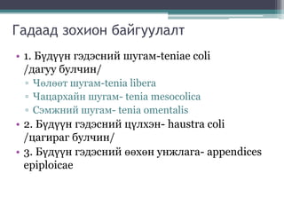 Гадаад зохион байгуулалт
• 1. Бүдүүн гэдэсний шугам-teniae coli
/дагуу булчин/
▫ Чөлөөт шугам-tenia libera
▫ Чацархайн шугам- tenia mesocolica
▫ Сэмжний шугам- tenia omentalis
• 2. Бүдүүн гэдэсний цүлхэн- haustra coli
/цагираг булчин/
• 3. Бүдүүн гэдэсний өөхөн унжлага- appendices
epiploicae
 