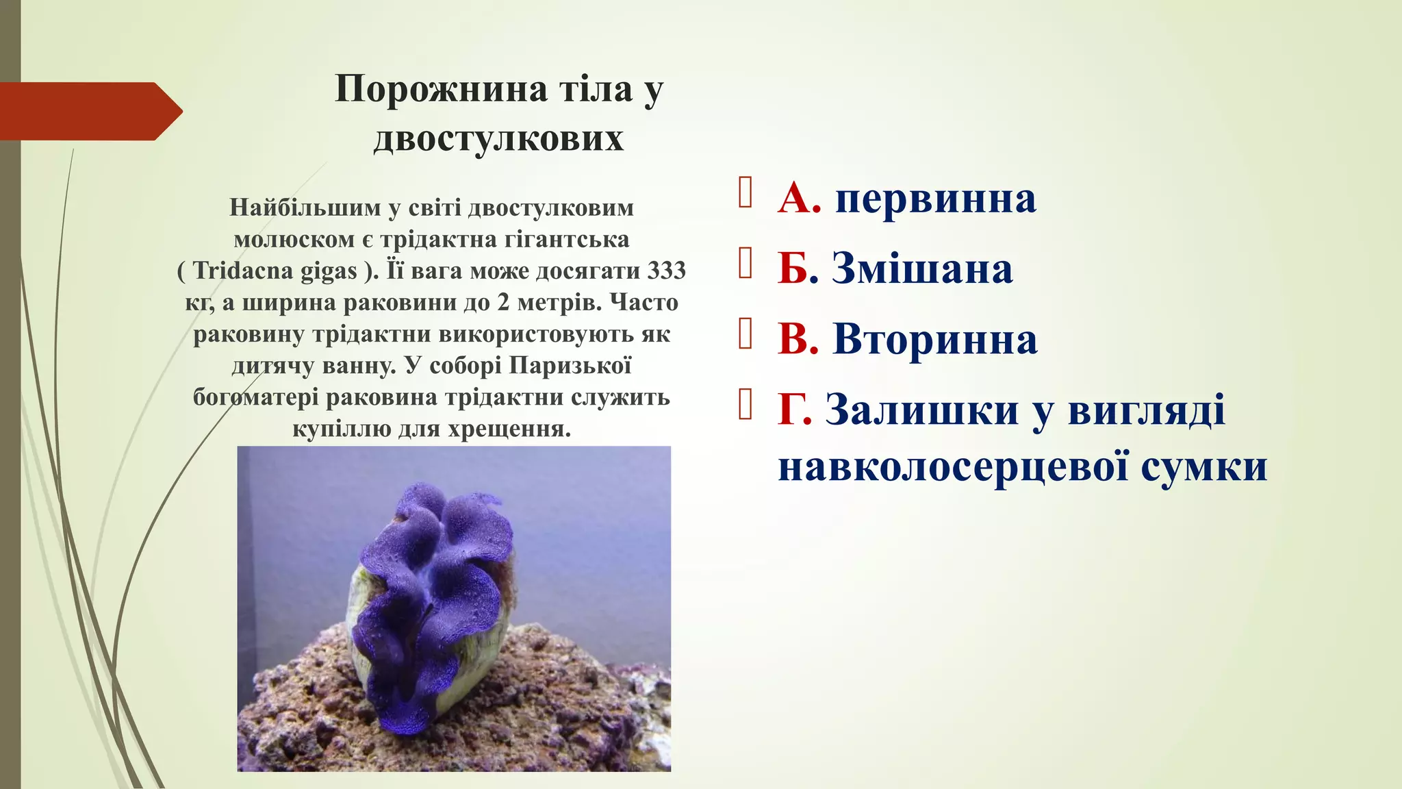 Порожнина тіла у
двостулкових
 А. первинна
 Б. Змішана
 В. Вторинна
 Г. Залишки у вигляді
навколосерцевої сумки
Найбільшим у світі двостулковим
молюском є трідактна гігантська
( Tridacna gigas ). Її вага може досягати 333
кг, а ширина раковини до 2 метрів. Часто
раковину трідактни використовують як
дитячу ванну. У соборі Паризької
богоматері раковина трідактни служить
купіллю для хрещення.
 