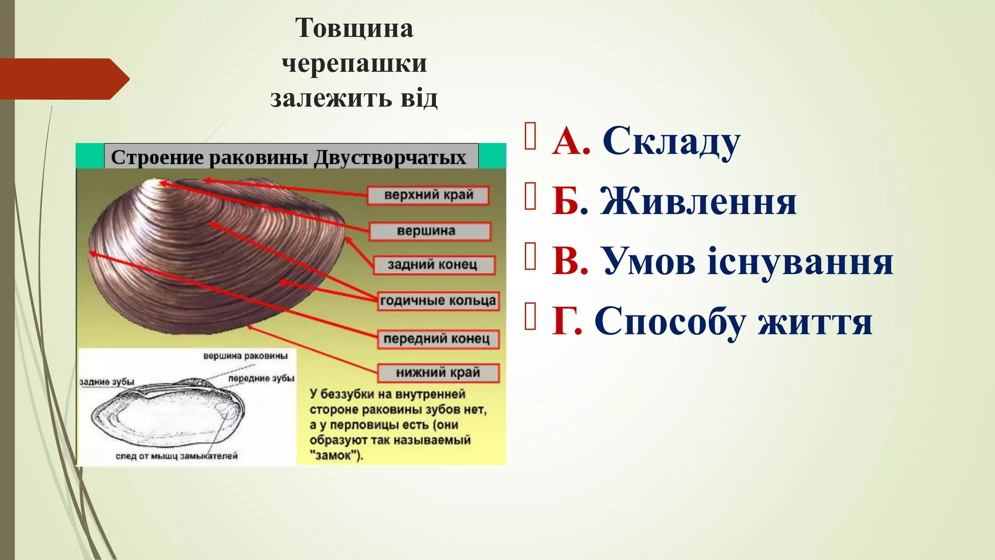 Товщина
черепашки
залежить від
 А. Складу
 Б. Живлення
 В. Умов існування
 Г. Способу життя
 