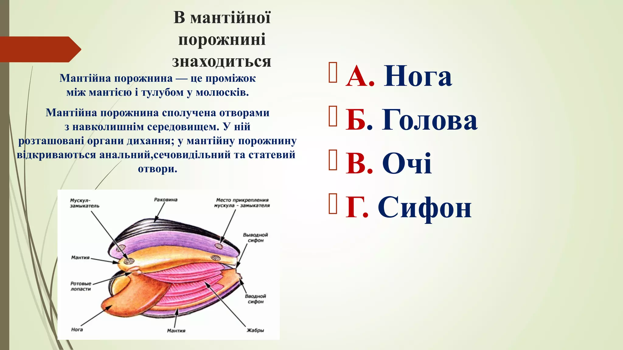 В мантійної
порожнині
знаходиться
 А. Нога
 Б. Голова
 В. Очі
 Г. Сифон
Мантійна порожнина — це проміжок
між мантією і тулубом у молюсків.
Мантійна порожнина сполучена отворами
з навколишнім середовищем. У ній
розташовані органи дихання; у мантійну порожнину
відкриваються анальний,сечовидільний та статевий
отвори.
 