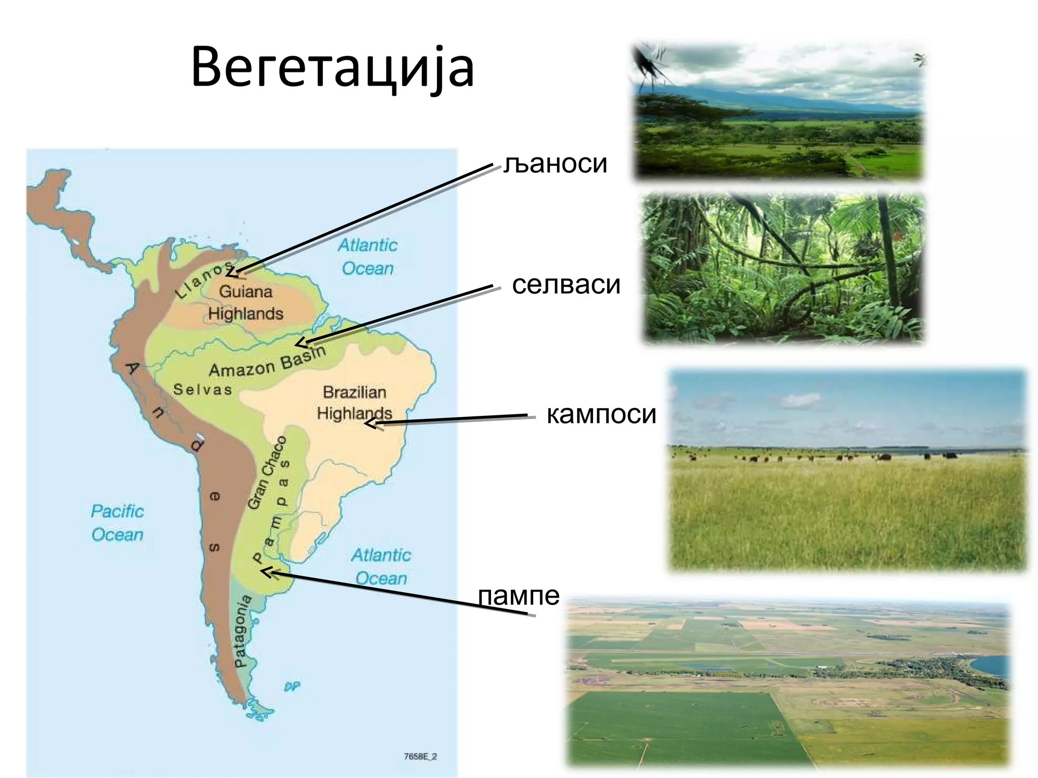 Вегетација
селваси
љаноси
кампоси
пампе
 