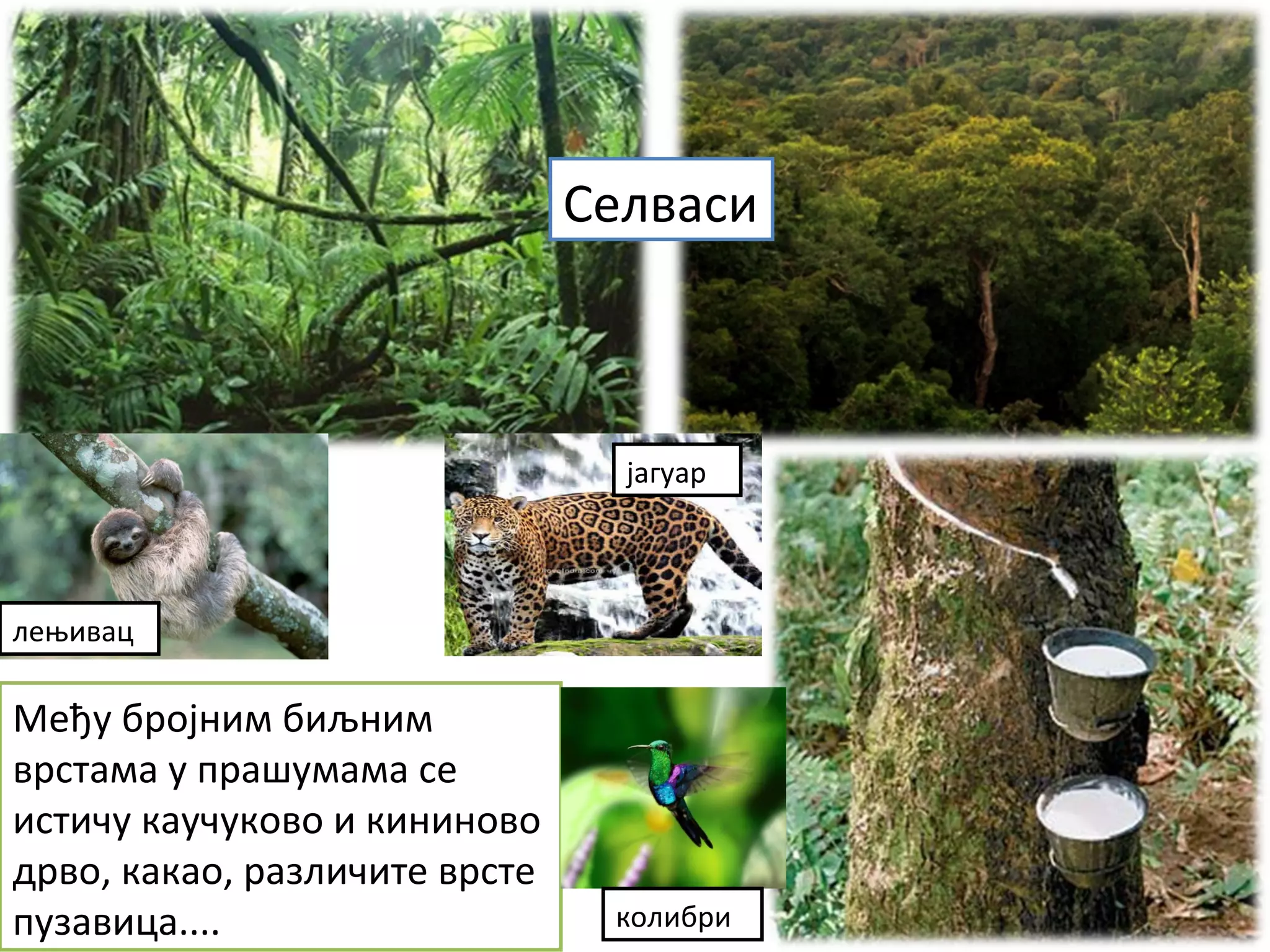 Међу бројним биљним
врстама у прашумама се
истичу каучуково и кининово
дрво, какао, различите врсте
пузавица....
Селваси
лењивац
јагуар
колибри
 