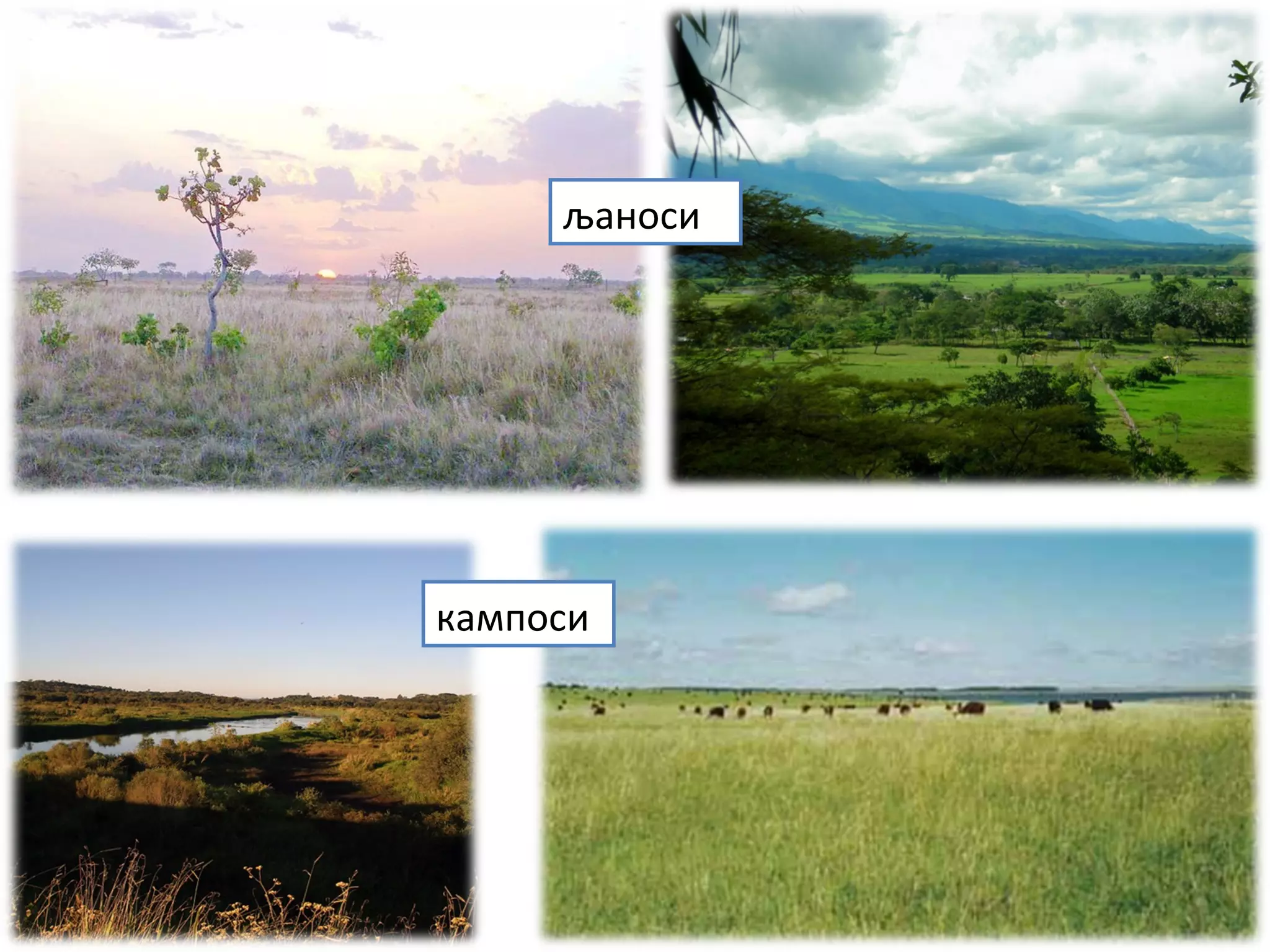 љаноси
кампоси
 