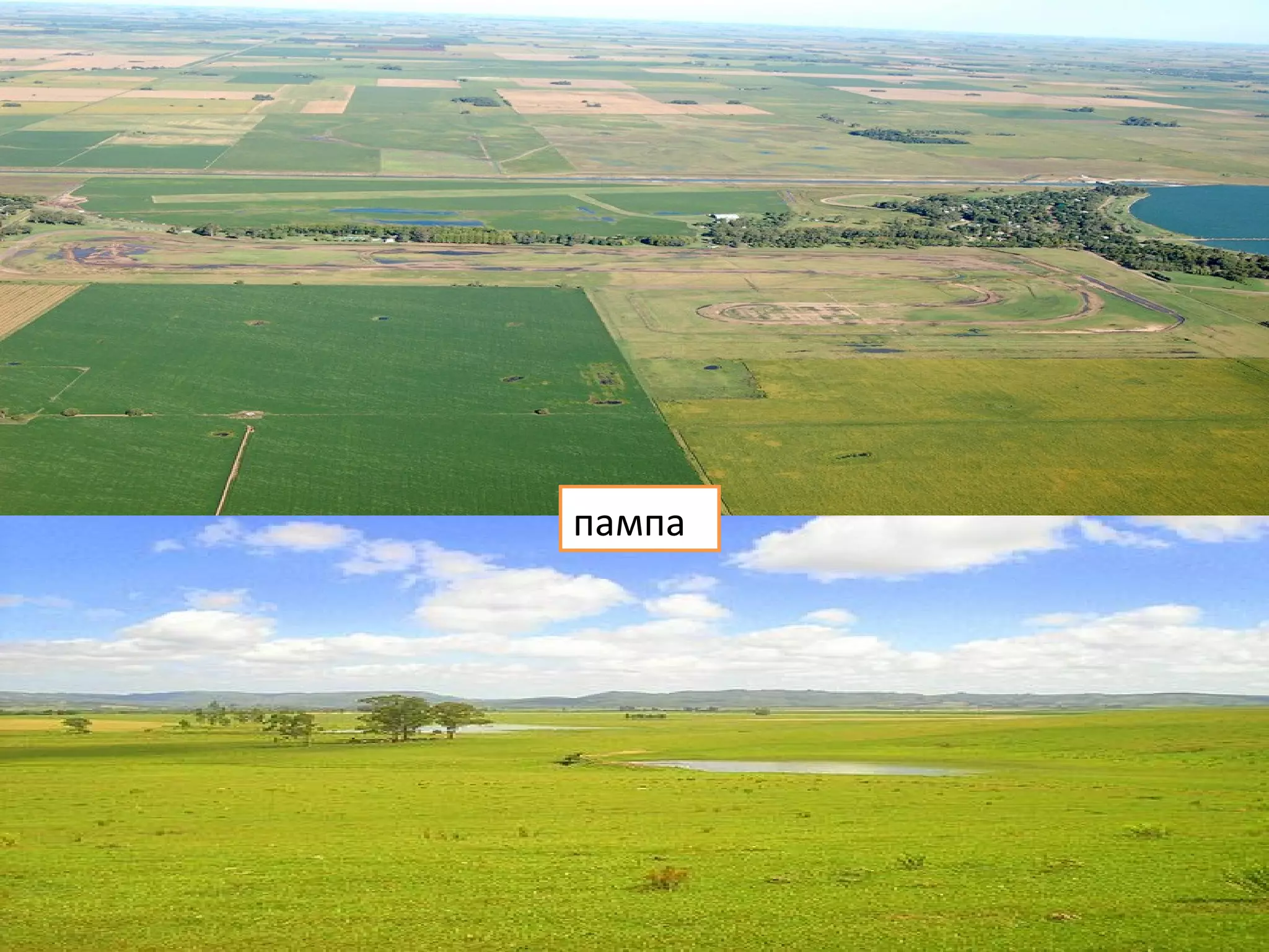 пампа
 