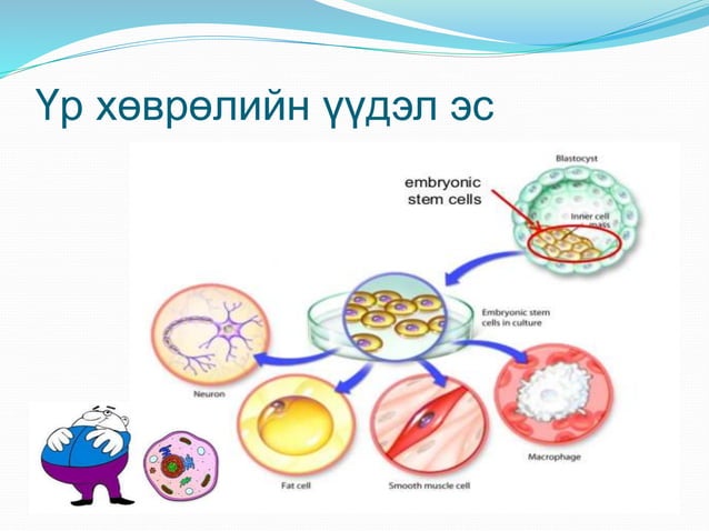 Үүдэл эс | PPT