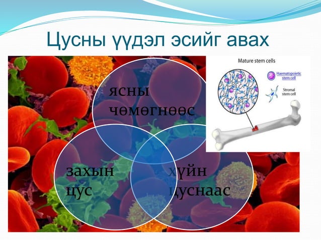 Үүдэл эс | PPT