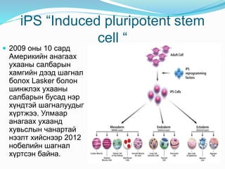 iPS “Induced pluripotent stem
cell “
 2009 оны 10 сард
Америкийн анагаах
ухааны салбарын
хамгийн дээд шагнал
болох Lasker болон
шинжлэх ухааны
салбарын бусад нэр
хүндтэй шагналуудыг
хүртжээ. Улмаар
анагаах ухаанд
хувьслын чанартай
нээлт хийснээр 2012
нобелийн шагнал
хүртсэн байна.
 