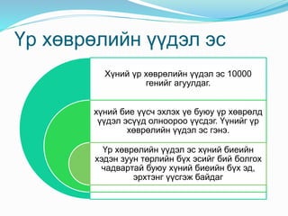 Үр хөврөлийн үүдэл эс
Хүний үр хөврөлийн үүдэл эс 10000
генийг агуулдаг.
хүний бие үүсч эхлэх үе буюу үр хөврөлд
үүдэл эсүүд олноороо үүсдэг. Үүнийг үр
хөврөлийн үүдэл эс гэнэ.
Үр хөврөлийн үүдэл эс хүний биеийн
хэдэн зуун төрлийн бүх эсийг бий болгох
чадвартай буюу хүний биеийн бүх эд,
эрхтэнг үүсгэж байдаг
 