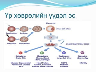 Үр хөврөлийн үүдэл эс
 