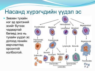 Насанд хүрэгчдийн үүдэл эс
 Зөвхөн тухайн
нэг эд эрхтэний
эсийг бүтээх
чадвартай
бөгөөд энэ нь
тухайн үүдэл эс
дотоод генийн
өөрчлөлтөд
орсонтой
холбоотой.
 