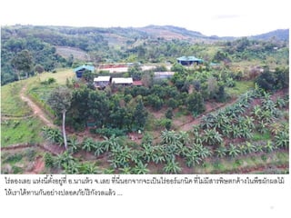 17
ไร่ลองเลย แห่งนี้ตั้งอยู่ที่ อ.นาแห้ว จ.เลย ที่นี่นอกจากจะเป็นไร่ออร์แกนิคที่ไม่มีสารพิษตกค้างในพืชผักผลไม้
ให้เราได้ทานกันอย่างปลอดภัยไร้กังวลแล้ว ...
 