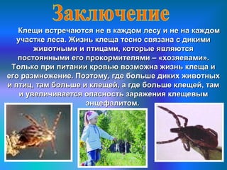 Клещи встречаются не в каждом лесу и не на каждомКлещи встречаются не в каждом лесу и не на каждом
участке леса. Жизнь клеща тесно связана с дикимиучастке леса. Жизнь клеща тесно связана с дикими
животными и птицами, которые являютсяживотными и птицами, которые являются
постоянными его прокормителями – «хозяевами».постоянными его прокормителями – «хозяевами».
Только при питании кровью возможна жизнь клеща иТолько при питании кровью возможна жизнь клеща и
его размножение. Поэтому, где больше диких животныхего размножение. Поэтому, где больше диких животных
и птиц, там больше и клещей, а где больше клещей, тами птиц, там больше и клещей, а где больше клещей, там
и увеличивается опасность заражения клещевыми увеличивается опасность заражения клещевым
энцефалитом.энцефалитом.
 