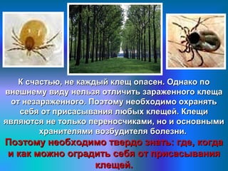 К счастью, не каждый клещ опасен. Однако поК счастью, не каждый клещ опасен. Однако по
внешнему виду нельзя отличить зараженного клещавнешнему виду нельзя отличить зараженного клеща
от незараженного. Поэтому необходимо охранятьот незараженного. Поэтому необходимо охранять
себя от присасывания любых клещей. Клещисебя от присасывания любых клещей. Клещи
являются не только переносчиками, но и основнымиявляются не только переносчиками, но и основными
хранителями возбудителя болезни.хранителями возбудителя болезни.
Поэтому необходимо твердо знать: где, когдаПоэтому необходимо твердо знать: где, когда
и как можно оградить себя от присасыванияи как можно оградить себя от присасывания
клещей.клещей.
 