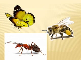 квн занятие по экологии в старшей группе