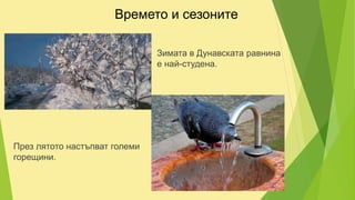 Времето и сезоните
Зимата в Дунавската равнина
е най-студена.
През лятото настъпват големи
горещини.
 