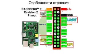 Особенности строения
 