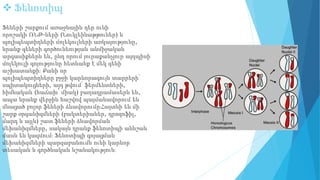  Ֆենոտիպ
Ֆեների շարքում առաջնային դեր ունի
որոշակի ՌՆԹ-ների (Նուկլեինաթթուներ) և
պոլիպեպտիդների մոլեկուլների առկայությունը,
նրանք գեների գործունեության անմիջական
արգասիքներն են, ընդ որում յուրաքանչյուր այդպիսի
մոլեկուլի գոյությունը հետևանք է մեկ գենի
աշխատանքի։ Քանի որ
պոլիպեպտիդները բջջի կարևորագույն տարրերի՝
սպիտակուցների, այդ թվում՝ ֆերմենտների,
հիմնական (հաճախ՝ միակ) բաղադրամասերն են,
ապա նրանք վերջին հաշվով պայմանավորում են
մնացած բոլոր ֆեների ձևավորումը։Հայտնի են մի
շարք օրգանիզմների (բակտերիաներ, դրոզոֆիլ,
մարդ և այլն) շատ ֆեների ձևավորման
մեխանիզմները, սակայն դրանք ֆենոտիպի աննշան
մասն են կազմում։ Ֆենոտիպի գոյացման
մեխանիզմների պարզաբանումն ունի կարևոր
տեսական և գործնական նշանակություն։
 