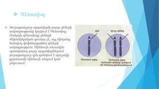  Գենոտիպ
 Յուրաքանչյուր օրգանիզմի բոլոր գեների
ամբողջությունը կոչվում է Գենոտիպ:
Սակայն գենոտիպը գեների
մեխանիկական գումար չէ, այլ միմյանց
հանդեպ փոխներգործող գեների
ամբողջություն: Միևնույն տեսակին
պատկանող բոլոր օրգանիզմներում
յուրաքանչյուր գեն գտնվում է որոշակի
քրոմոսոմի միևնույն տեղում կամ
լոկուսում:
 