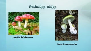 Թունավոր սնկեր
Կարմիր ճանճասպան
Դժգույն գարշասունկ
 