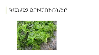 ԿԱՆԱՉ ՋՐԻՄՈՒՌՆԵՐ
 