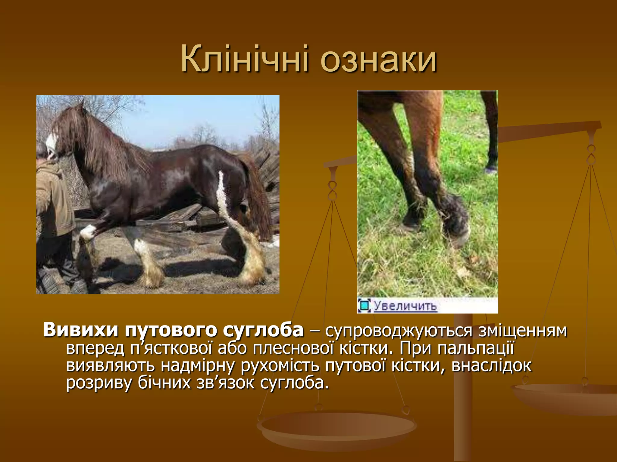 Клінічні ознаки
Вивихи путового суглоба – супроводжуються зміщенням
вперед п’ясткової або плеснової кістки. При пальпації
виявляють надмірну рухомість путової кістки, внаслідок
розриву бічних зв’язок суглоба.
 